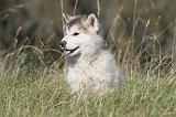 ALASKAN MALAMUTE 146